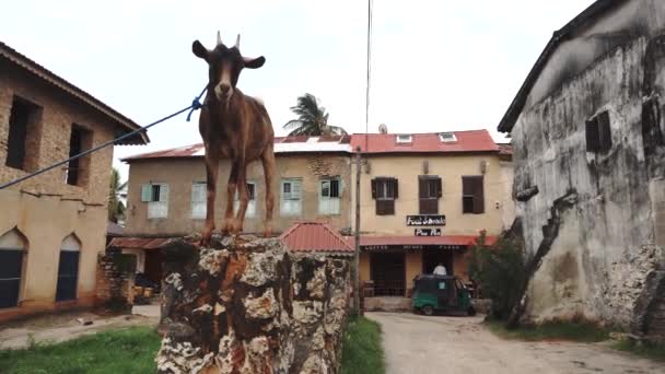 Cabra em África na cerca de pedra em ols Cidade de Bagamoyo — Vídeo de Stock