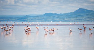 Natron Gölü, Tanzanya, Afrika 'da Büyük Pembe Küçük Flamingo Grubu