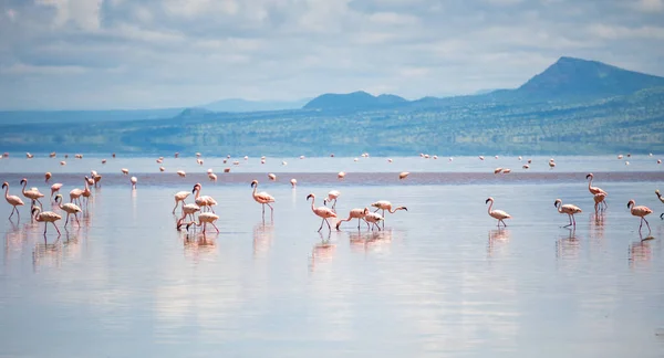 Natron Gölü, Tanzanya, Afrika 'da Büyük Pembe Küçük Flamingo Grubu