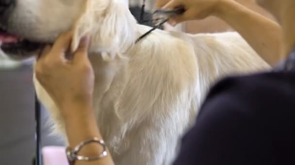 Hände einer Frau, die einen Labrador Golden Retriever auf dem Grooming-Wettbewerb pflegt. Schneiden mit der Schere Hundehaare. — Stockvideo