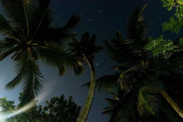 Tropikal Gece Gökyüzü, Palmiye Ağaçlarının Altından Görünüm