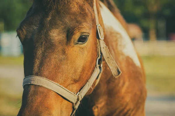 Primer Plano Los Caballos Enfrentan Granja Sol Noche Concepto Ganado — Foto de Stock