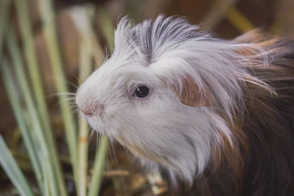 Çimenlikteki sevimli kobay kafası..