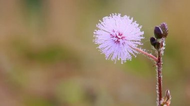 Duyarlı bitki çiçek meadows arasında rüzgar.