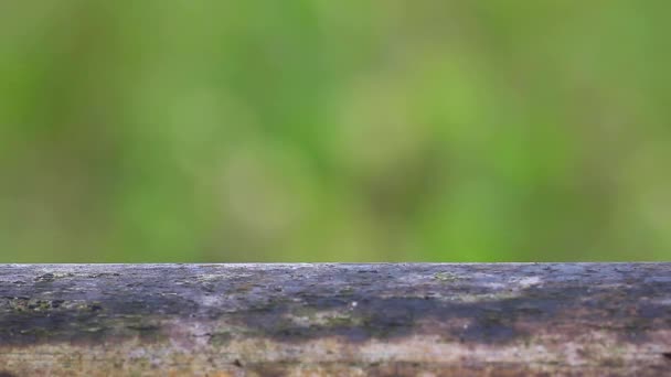 Formica Rossa Nome Oecophylla Smaragdina Che Cammina Lungo Recinzione Della — Video Stock