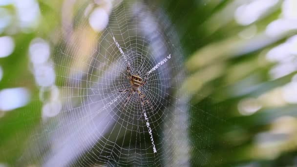 Wind Blows Orb Weaver Spiders Live Cobweb Bokeh Background — Stock Video