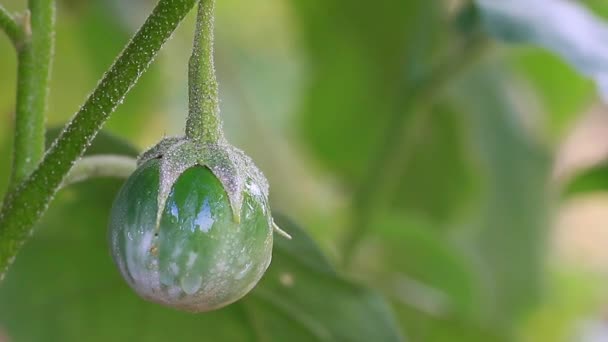 Aubergine Thaïlandaise Humide Sur Arbre Dans Ferme Biologique — Video