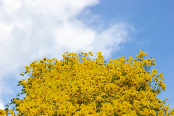 Жовте Поле Хризантем Фоні Білих Хмар Блакитного Неба — стокове фото