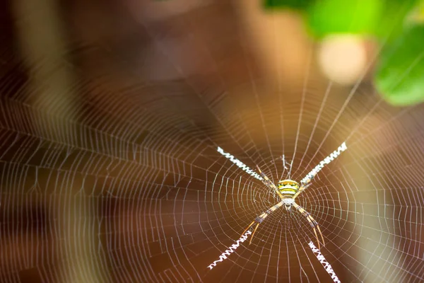 Sint Andrews Kruisen Spin Spinnenweb Ochtendzonlicht — Stockfoto