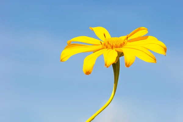 Gros Plan Unique Jaune Arbre Souci Tournesol Maxicain Dans Fond — Photo