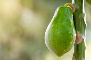 Papaya, organik çiftlikteki ağaçtaki su damlasıyla ve sabah güneşiyle ıslanmış..