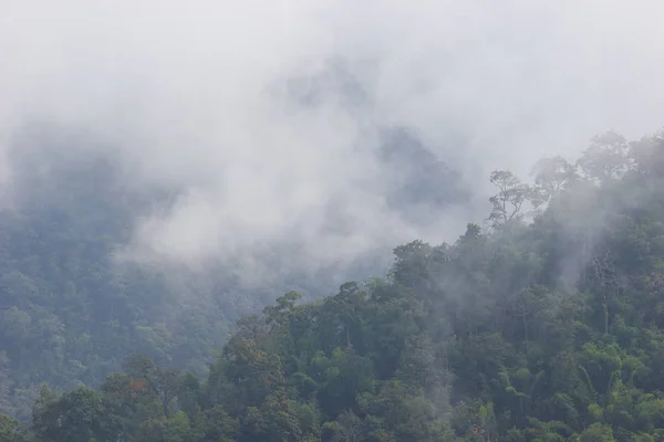 Nebbia Galleggia Sulla Cima Albero Nella Foresta Sulla Montagna — Foto Stock