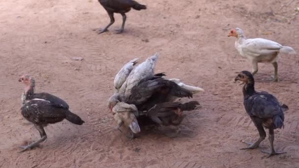 Dispersa Arroz Cámara Lenta Para Alimentar Pollo Conceptos Ganadería Agricultura — Vídeos de Stock