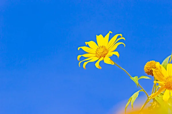 Gros Plan Unique Jaune Arbre Souci Tournesol Maxicain Dans Fond — Photo