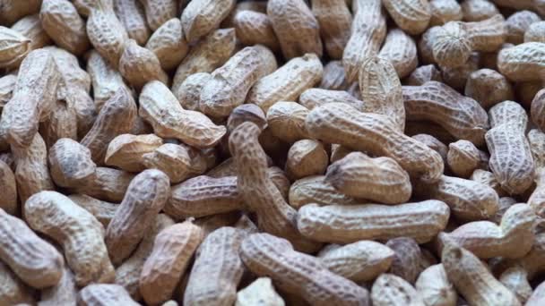 Closeup Amendoim Dolly Secado Sol Seleção Sementes Para Plantio — Vídeo de Stock