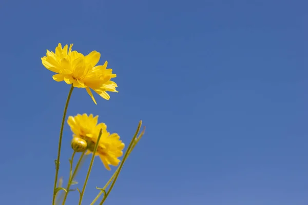 Gros Plan Chrysanthème Jaune Dans Ciel Bleu Lumière Soleil — Photo