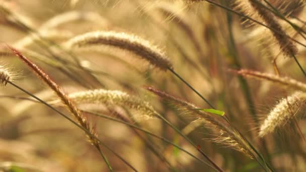 Dolly Pennisetum Pedicellatum Hierba Trin Prado Luz Del Sol Mañana — Vídeos de Stock