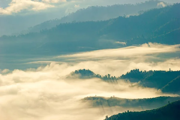Туман Плавает Вершине Дерева Лесу Горе — стоковое фото