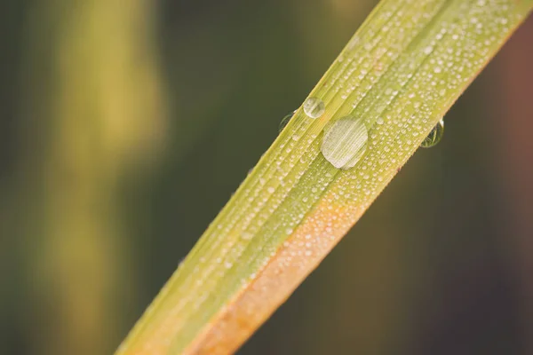 Drops Dew Rice Leaves Rice Fields Morning Sunlight Concept Rainy — Stock Photo, Image