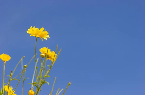 Gros Plan Chrysanthème Jaune Dans Ciel Bleu Lumière Soleil — Photo