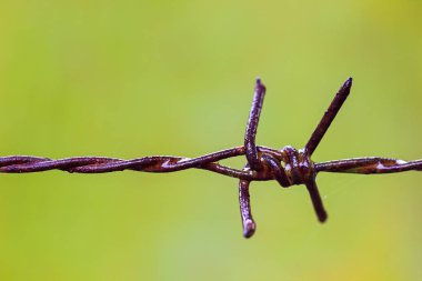 Eski paslı dikenli teller ve örümcek ağı yağmurdan ıslanmış ve bulanık yeşil arka plan.