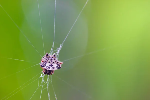 Aranhas Têm Espinhos Atrás Delas Teia Aranha Luz Solar Matinal — Fotografia de Stock