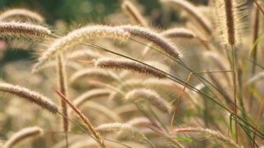 Ağır çekim dolly Pennisetum pedicellatum Trin çim çayır ve sabah güneş ışığı altında.