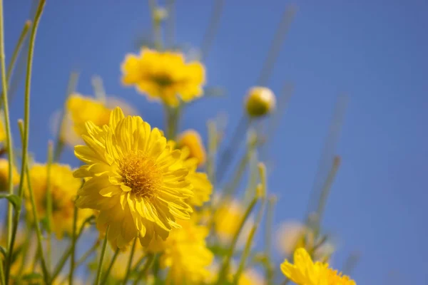 Champ Chrysanthème Jaune Dans Ciel Bleu Arrière Plan Ferme Biologique — Photo