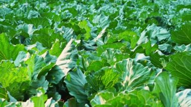 Dolly lahana veya karnabahar organik çiftlik ve akşam güneşi. Tarım ve hasat konsepti.