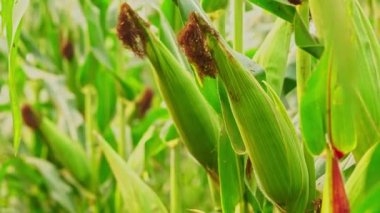 Dolly organik çiftlikte ağaçta genç Mısır koçanı yakın. Tarım ve hasat konsepti.