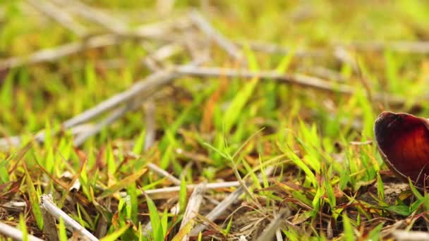 Schneckenkadaver Großaufnahme Auf Den Grasfeldern Und Schwarze Ameisen Laufen Morgensonnenlicht — Stockvideo