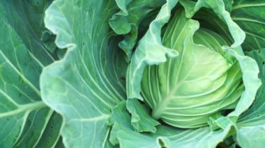 Dolly organik çiftlik ve akşam güneşinde lahana veya karnabahar üst görünümü kadar kapatın. Tarım ve hasat kavramı.