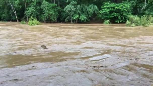 Översvämningar Skogen Regnperioden Orsaken Till Översvämningarna Orsakades Skogsförstörelse Begreppet Stoppa — Stockvideo