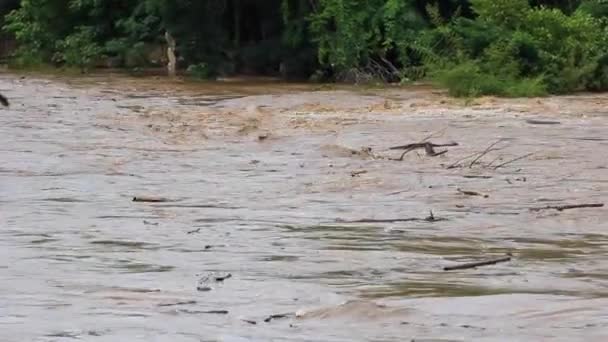 Flooding Forest Rainy Season Cause Flooding Caused Forest Destruction Concept — Stock Video