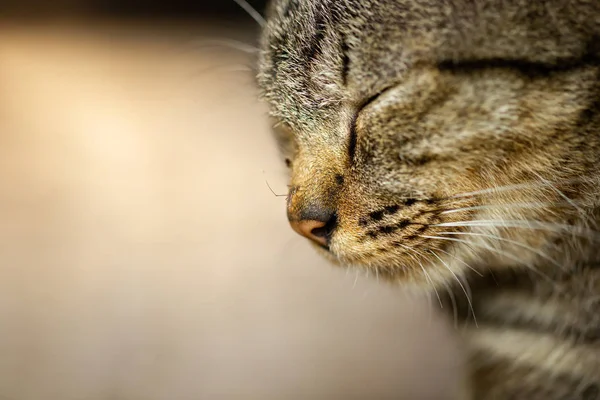Mosquitoes on the cat\'s nose.