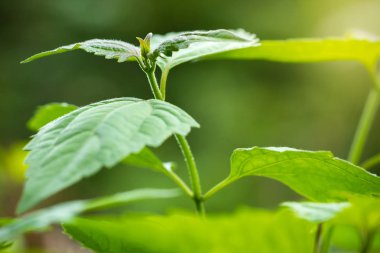 Acı çalı veya siam weed ve sabah güneş ışığı.
