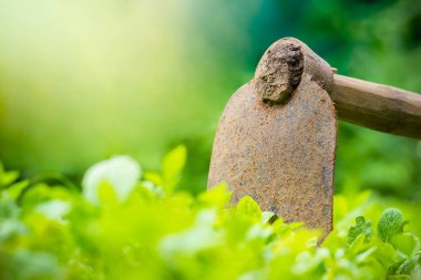 Çapa, sebze bahçesinin zemininde sıkışmış..