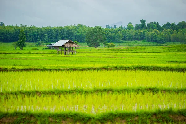 Коттедж на рисовых полях . — стоковое фото