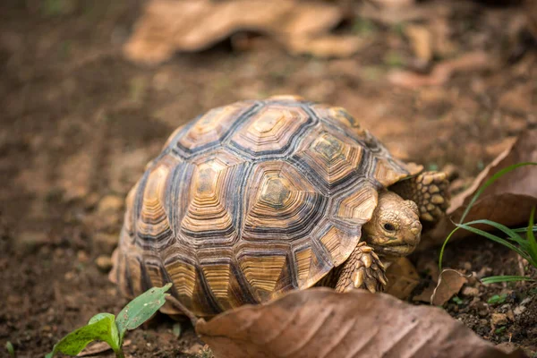 Kaplumbağa ormanda kuru yaprakları üzerinde yürüyor. — Stok fotoğraf