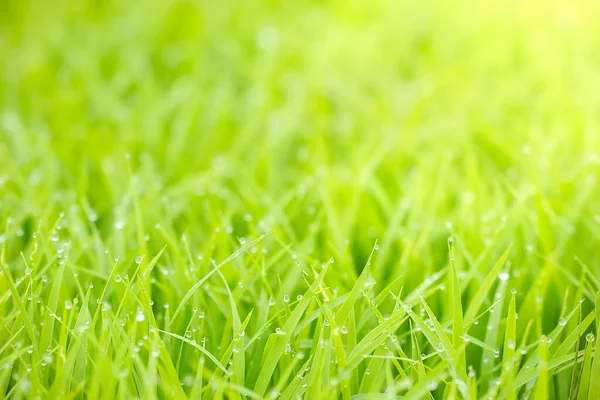 Sabahları pirinç fidelerinin yapraklarındaki çiy damlaları ve altın güneş ışığı. Organik tarım kavramı. Çiftçi çiftliğindeki pirinç filizleri..