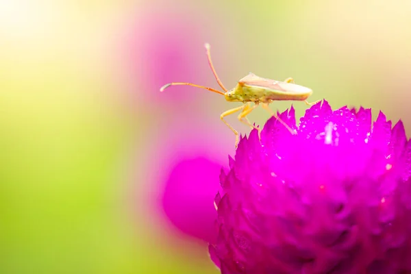 Pequeno Inseto Verde Flores Roxas Florescendo Uma Manhã Refrescante Insecto — Fotografia de Stock