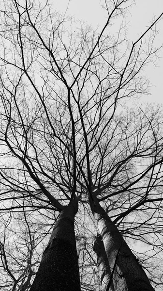 由高大无叶的树木组成的戏剧性风景 有许多黑白相间的树枝 — 图库照片