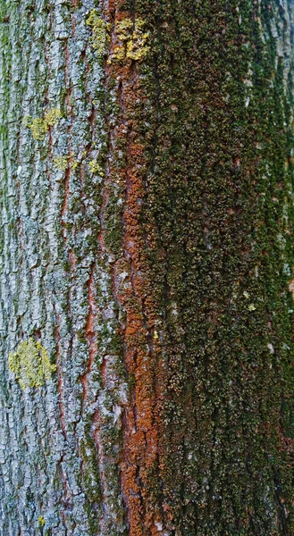 木の幹に苔でカラフルな樹皮の質感 — ストック写真