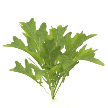 Genç bir roka bitkisinin son derece detaylı üç boyutlu fotorealistik modeli. 3 Boyutlu Hazırlama.