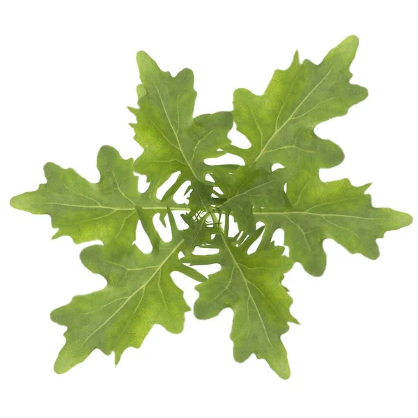 Photorealistic Highly Detailed Model Young Arugula Plant Render — Stock Photo, Image