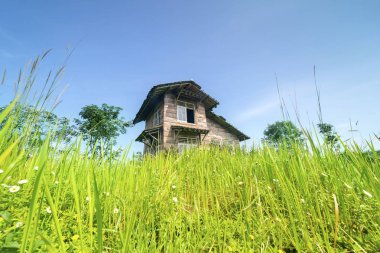 Bakıma muhtaç çalılar ile büyümüş bir ihmal edilen ahşap evde düşük açılı görünümü