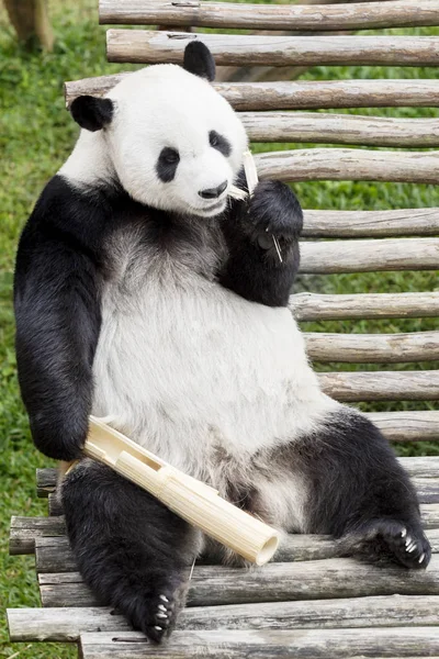 Panda Gigante Comendo Bambu Natureza — Fotografia de Stock