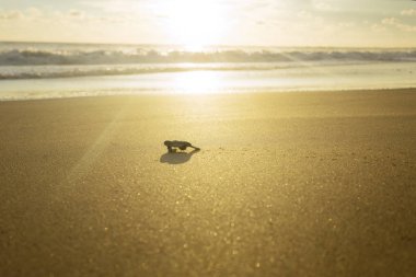 Picture of baby turtle walking towards the ocean after hatching at Pangumbahan beach, Sukabumi, West Java clipart