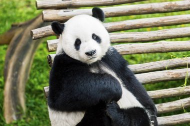 Sevimli dev panda doğada kamera karşı karşıya