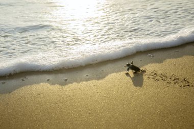 Image of little sea turtles crawling on the sand beach toward the sea at Pangumbahan beach, Sukabumi, West Java clipart